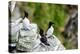 Norway, Finnmark, Loppa. Razorbill (Alca torda) gathered on a nesting cliff.-Fredrik Norrsell-Premier Image Canvas