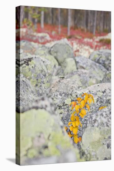 Norway, Hedmark, Femundsmark, Femund National Park, Birch, Autumn-Rainer Mirau-Premier Image Canvas