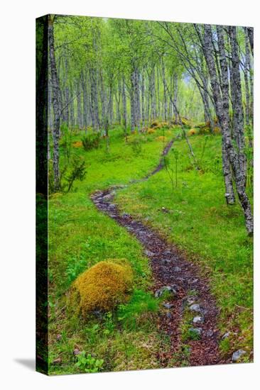 Norway, Nordland, Tysfjord. Trail through birch forest.-Fredrik Norrsell-Premier Image Canvas