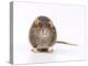 Norway Rat Facing-null-Premier Image Canvas