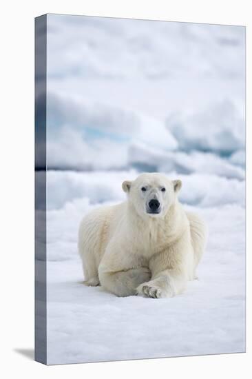 Norway, Spitsbergen. Adult Polar Bear Rests on the Summer Pack Ice-Steve Kazlowski-Premier Image Canvas