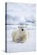 Norway, Spitsbergen. Adult Polar Bear Rests on the Summer Pack Ice-Steve Kazlowski-Premier Image Canvas