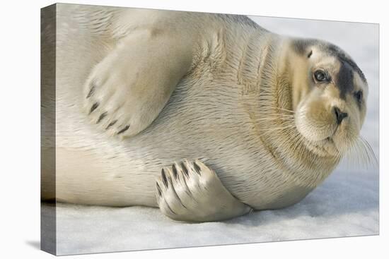 Norway, Spitsbergen, Greenland Sea. Bearded Seal Pup Rests on Sea Ice-Steve Kazlowski-Premier Image Canvas