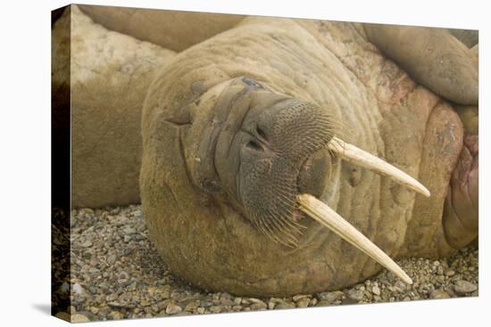 Norway, Spitsbergen, Nordaustlandet. Walrus Bull Resting on a Beach-Steve Kazlowski-Premier Image Canvas