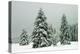 Norway Spruce in Heavy Snow-null-Premier Image Canvas