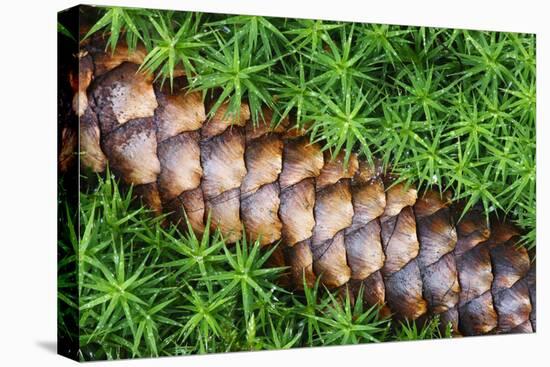 Norway Spruce (Picea Abies) Cone on Moss, Brtnicky Hradek, Bohemian Switzerland Np, Czech Republic-Ruiz-Premier Image Canvas