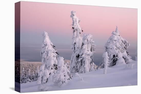 Norway Spruce Trees Covered in Snow and Ice-null-Premier Image Canvas