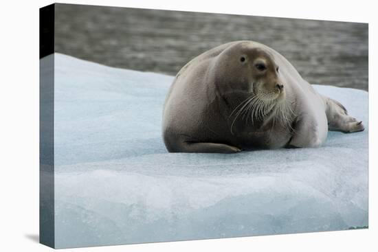 Norway. Svalbard. 14th of July Glacier. Bearded Seal on an Ice Floe-Inger Hogstrom-Premier Image Canvas