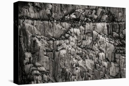 Norway, Svalbard Archipelago. Bird Colony on Cliff-Bill Young-Premier Image Canvas