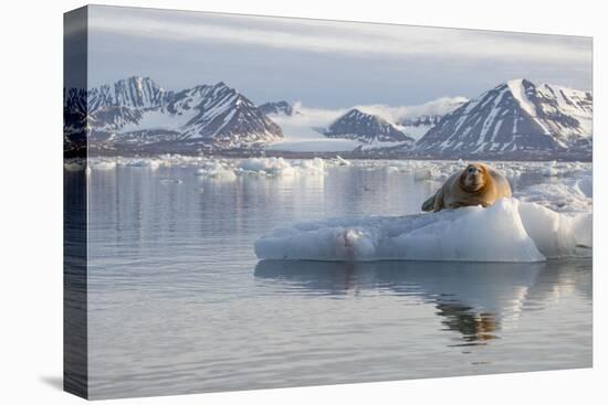Norway, Svalbard. Bearded Seal Resting on Ice-Jaynes Gallery-Premier Image Canvas