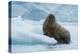 Norway. Svalbard. Brasvelbreen. Atlantic Walrus Resting on an Ice Floe-Inger Hogstrom-Premier Image Canvas