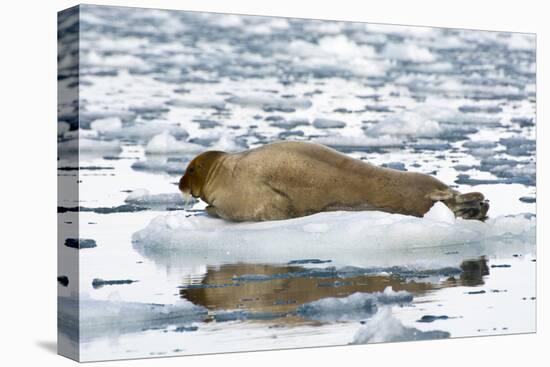 Norway. Svalbard. Burgerbutka. Bearded Seal Resting on an Ice Floe-Inger Hogstrom-Premier Image Canvas