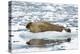 Norway. Svalbard. Burgerbutka. Bearded Seal Resting on an Ice Floe-Inger Hogstrom-Premier Image Canvas