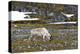 Norway. Svalbard. Camp Millar. Svalbard Reindeer Grazing-Inger Hogstrom-Premier Image Canvas