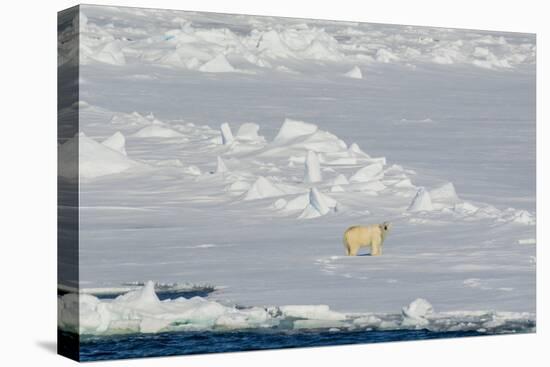 Norway. Svalbard. Hinlopen Strait. Polar Bear Walking on the Drift Ice-Inger Hogstrom-Premier Image Canvas