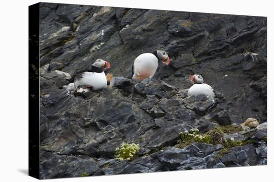 Norway. Svalbard. Krossfjord. Nesting Colony of Puffins-Inger Hogstrom-Premier Image Canvas