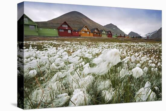 Norway, Svalbard, Longyearbyen. Arctic Cottongrass in Front of Traditional Houses-David Slater-Premier Image Canvas