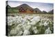 Norway, Svalbard, Longyearbyen. Arctic Cottongrass in Front of Traditional Houses-David Slater-Premier Image Canvas