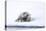 Norway, Svalbard, Pack Ice, Bearded Seal on Ice-Ellen Goff-Premier Image Canvas