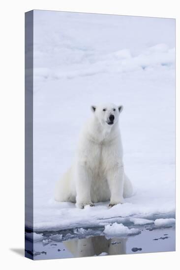 Norway, Svalbard, Pack Ice, Female Polar Bear-Ellen Goff-Premier Image Canvas