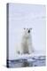 Norway, Svalbard, Pack Ice, Female Polar Bear-Ellen Goff-Premier Image Canvas