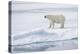 Norway, Svalbard, Pack Ice, Female Polar Bear-Ellen Goff-Premier Image Canvas