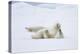 Norway, Svalbard, Pack Ice, Polar Bear Rolling to Clean Fur-Ellen Goff-Premier Image Canvas