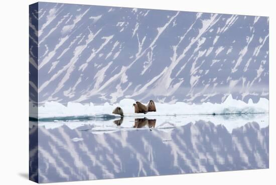 Norway, Svalbard, Pack Ice, Walrus on Ice Floes-Ellen Goff-Premier Image Canvas