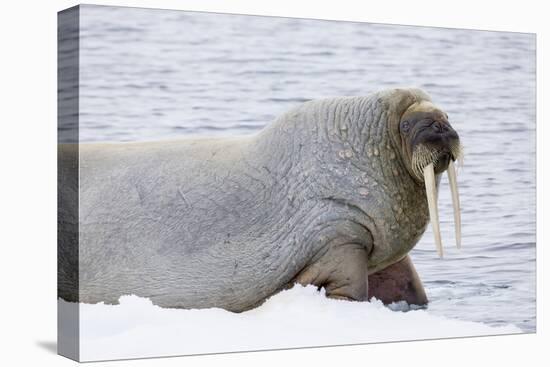 Norway, Svalbard, Pack Ice, Walrus on Ice Floes-Ellen Goff-Premier Image Canvas
