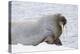 Norway, Svalbard, Pack Ice, Walrus on Ice Floes-Ellen Goff-Premier Image Canvas