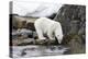 Norway, Svalbard, Polar Bear Walking Along the Coast-Ellen Goff-Premier Image Canvas