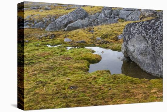 Norway, Svalbard, Spitsbergen Fuglesongen. Moss and Rocks Along a Stream-Ellen Goff-Premier Image Canvas