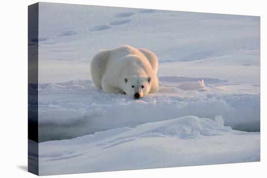 Norway, Svalbard, Spitsbergen. Polar Bear Rests on Sea Ice at Sunrise-Jaynes Gallery-Premier Image Canvas