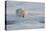 Norway, Svalbard, Spitsbergen. Polar Bear Rests on Sea Ice at Sunrise-Jaynes Gallery-Premier Image Canvas