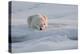 Norway, Svalbard, Spitsbergen. Polar Bear Rests on Sea Ice at Sunrise-Jaynes Gallery-Premier Image Canvas