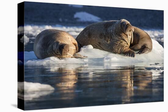 Norway, Svalbard, Spitsbergen. Walrus on Ice-Jaynes Gallery-Premier Image Canvas