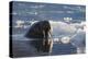 Norway, Svalbard, Spitsbergen. Walrus Surfaces in Water-Jaynes Gallery-Premier Image Canvas