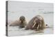 Norway, Svalbard, Walrus in Water-Ellen Goff-Premier Image Canvas