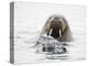 Norway, Svalbard, Walrus in Water-Ellen Goff-Premier Image Canvas