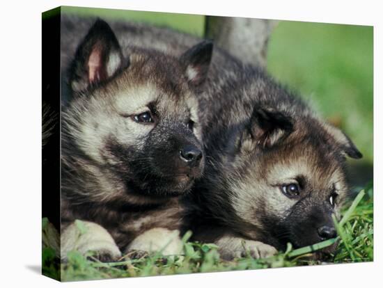 Norwegian Elkhound Puppies Lying in Grass-Adriano Bacchella-Premier Image Canvas