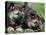 Norwegian Elkhound Puppies Lying in Grass-Adriano Bacchella-Premier Image Canvas