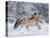 Norwegian Fjord Mare Running in Snow, Berthoud, Colorado, USA-Carol Walker-Premier Image Canvas