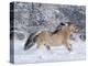 Norwegian Fjord Mare Running in Snow, Berthoud, Colorado, USA-Carol Walker-Premier Image Canvas