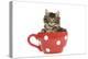 Norwegian Forest Cat, Norsk Skogkatt 8 Week-null-Premier Image Canvas