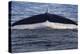 Norwegian Sea. Fluke of a Blue Whale-Janet Muir-Premier Image Canvas