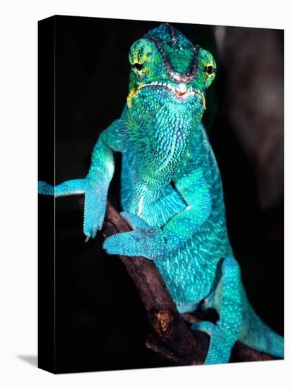 Nosy Be Blue Phase Panther Chameleon, Native to Madagascar-David Northcott-Premier Image Canvas