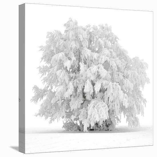 Not just white-Philippe Sainte-Laudy-Premier Image Canvas