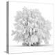 Not just white-Philippe Sainte-Laudy-Premier Image Canvas