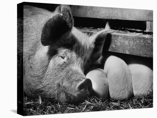 Not Pure Breds, Mixed Yorkshire Pigs, on Iowa Farm-Gordon Parks-Premier Image Canvas