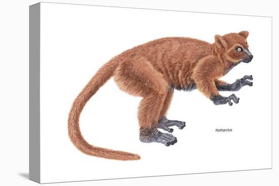 Notharctus, Extinct Lemur, Mammals-Encyclopaedia Britannica-Stretched Canvas